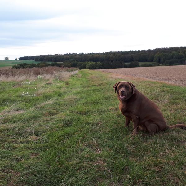 Blick auf den Dannenröder Forst + Labrador Allegro, der seine schöne Heimat nicht verlieren will | click to see more Blick auf den Dannenröder Forst + Labrador Allegro, der seine schöne Heimat nicht verlieren will | click to see more