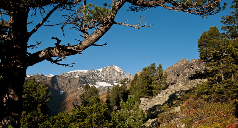 Blick durch den Arvenwald auf der Alp Sardona zum Piz Sardona Blick durch den Arvenwald auf der Alp Sardona zum Piz Sardona